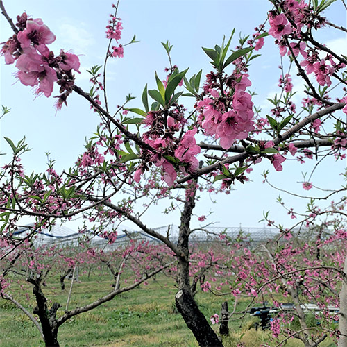 ＜福島県産＞白桃まどか2.5kg（7～10玉）【受注締め切り日：2026/7/25】