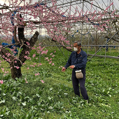 ＜福島県産＞白桃まどか2.5kg（7～10玉）【受注締め切り日：2026/7/25】