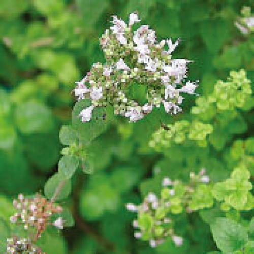 ＜ニールズヤード レメディーズ＞リードフレグランスディフューザーバランシング