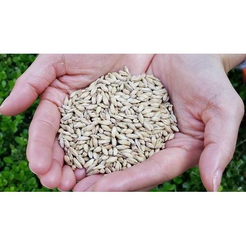 ＜泉佐野ブルーイング＞KIX BEER 受賞ビールセット【大阪府】