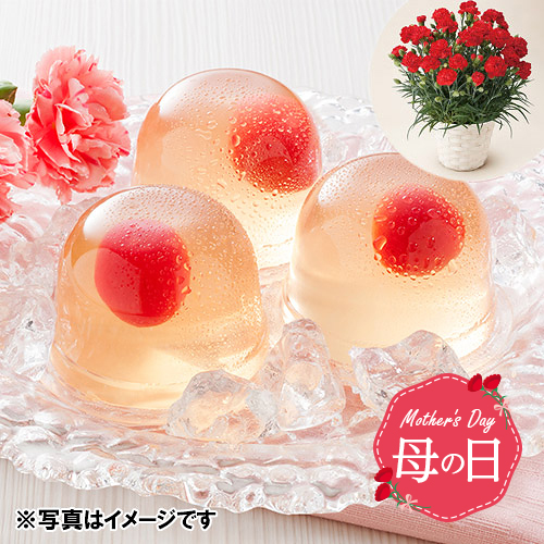 【母の日】カーネーション鉢＆さくらんぼのゼリー【受注締め切り日：2026/4/29】