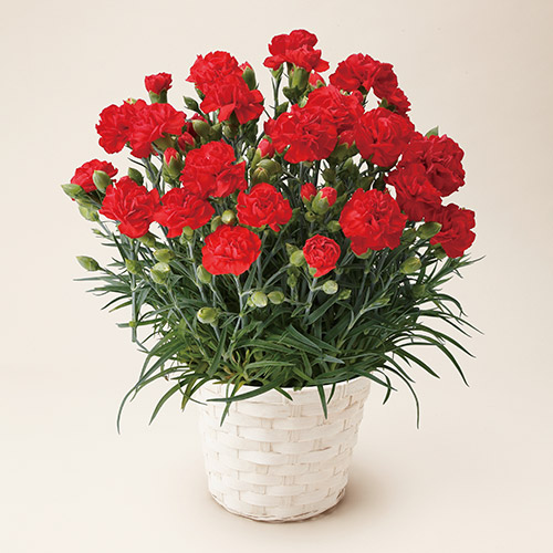 【母の日】カーネーション鉢＆さくらんぼのゼリー【受注締め切り日：2026/4/29】