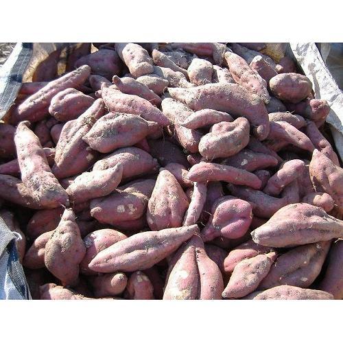 ＜の馬＞芋・麦　焼酎25度　720ml2本セット