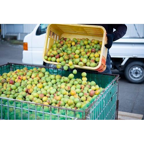 ＜若狭三方ビバレッジ＞無糖梅酒BENICHU38【福井県】