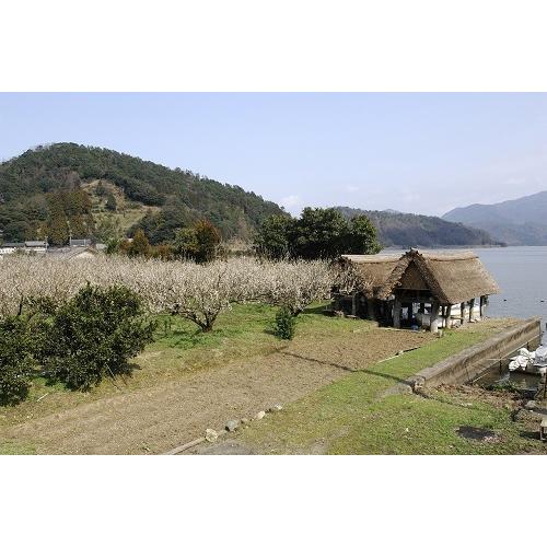 ＜若狭三方ビバレッジ＞無糖梅酒BENICHU38【福井県】