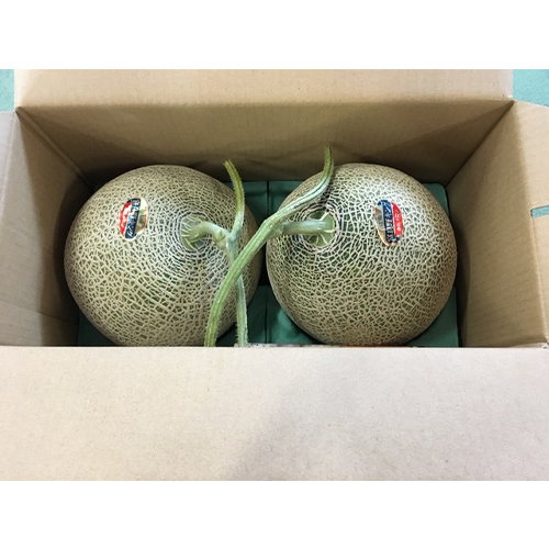 ＜北海道富良野＞ふらのナチュラルファーム神野メロン1.6kg×2玉【受注締め切り日：2026/8/5】