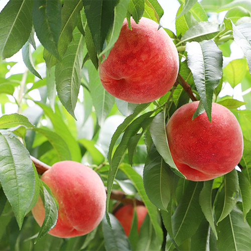 【ご自宅用】＜福島県産＞白桃あかつき2.0kg【受注締め切り日：2026/7/24】