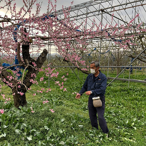 【ご自宅用】＜福島県産＞白桃あかつき2.0kg【受注締め切り日：2026/7/24】