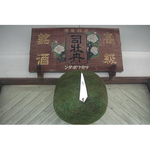 ＜司牡丹＞船中八策 零下生酒・純米吟醸 夏純吟　夏の2本セット