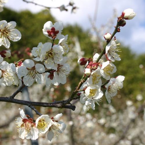 【和歌山県】＜勝僖梅＞ご飯の友セット（甘仕立て550g）