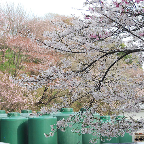 ＜濱田＞梅酒HAMADA Black&White 2本セット