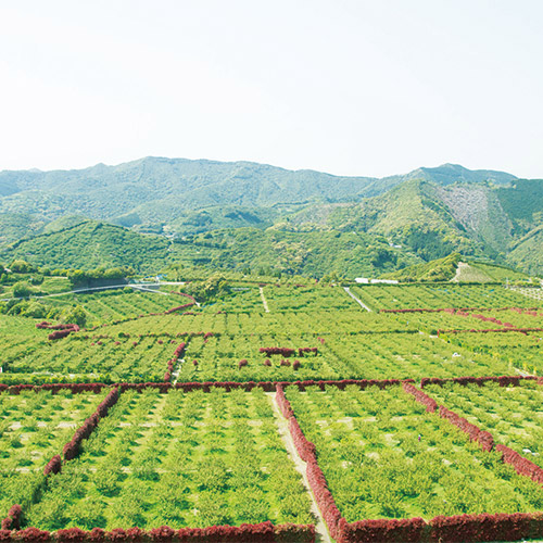 ＜濱田＞梅酒HAMADA Black&White 2本セット