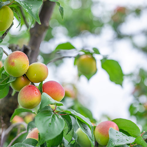 ＜濱田＞梅酒HAMADA Black&White 2本セット