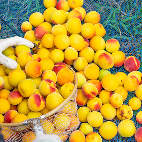 ＜濱田＞梅酒HAMADA Black&White 2本セット