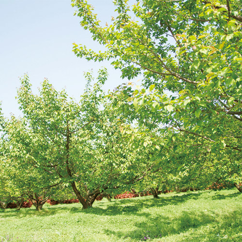 ＜濱田＞梅酒HAMADA Black&White 2本セット