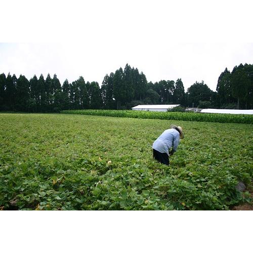 ★国際線ビジネスクラス搭載★＜川越＞本格芋焼酎2本セット