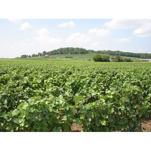 ＜シャルトーニュ・タイエ＞キュヴェ・サンタンヌ・ブリュット【NV】（白シャンパン）