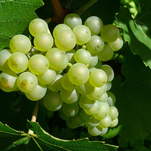 ＜シャルトーニュ・タイエ＞キュヴェ・サンタンヌ・ブリュット【NV】（白シャンパン）