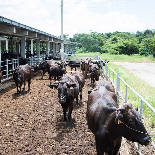 沖縄もとぶ牧場もとぶ牛クラシタスライスギフト