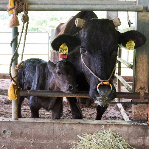 沖縄もとぶ牧場もとぶ牛クラシタ焼肉ギフト500g
