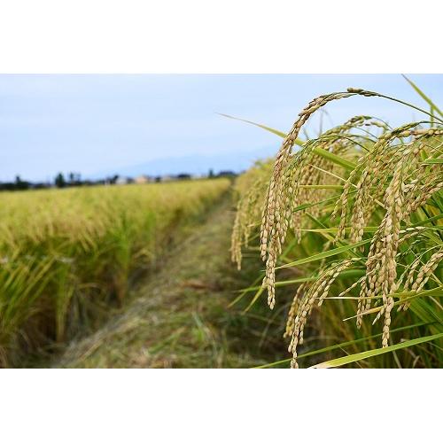 ＜吉乃友酒造＞后ピンク∞50　純米大吟醸原酒