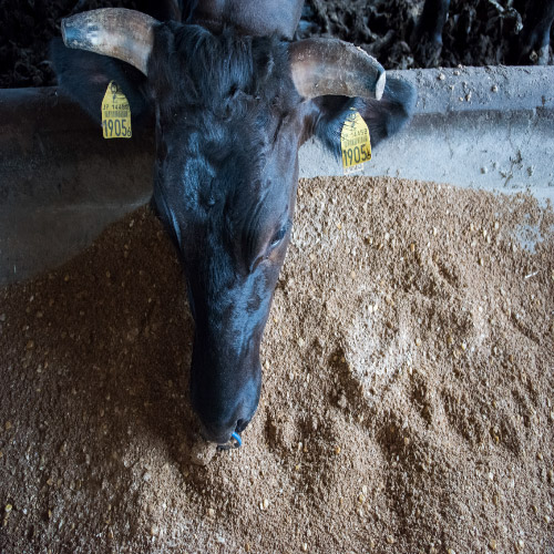 ＜もとぶ牧場＞もとぶ牛霜降りサーロインステーキ