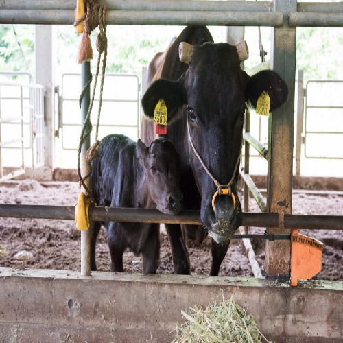 ＜もとぶ牧場＞もとぶ牛クラシタスライス・焼肉セット