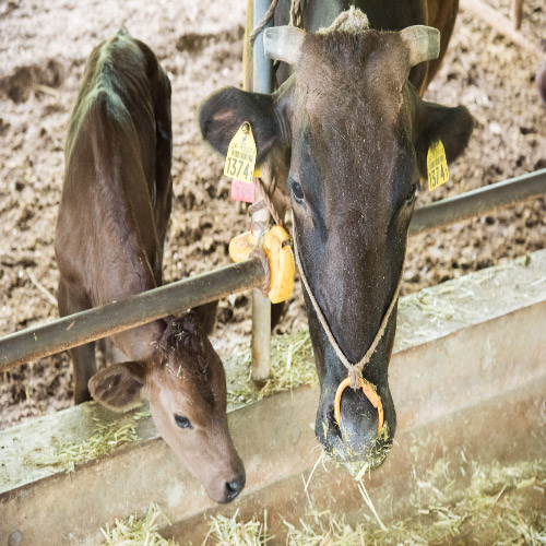 ＜もとぶ牧場＞もとぶ牛ロースステーキ・モモスライスセット