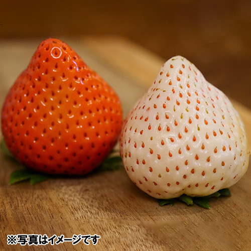 ＜宮崎県産＞ご自宅向け いちごファミリーパック品S紅白【受注締め切り日：2026/4/30】