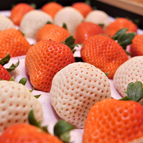 ＜宮崎県産＞ご自宅向け いちごファミリーパック品S紅白【受注締め切り日：2026/4/30】
