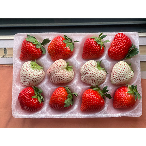 ＜宮崎県産＞ご自宅向け いちごファミリーパック品S紅白【受注締め切り日：2026/4/30】