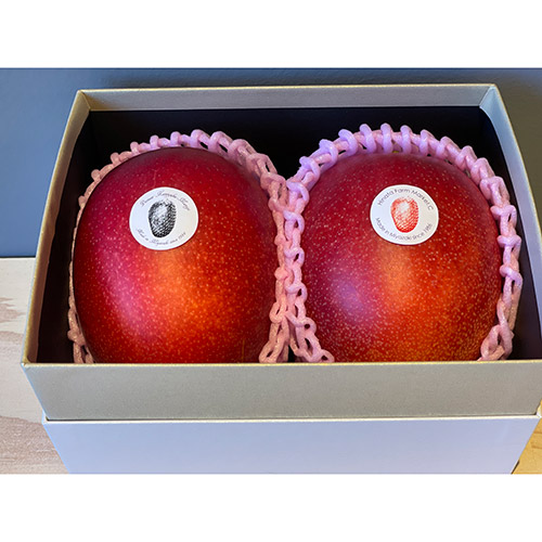 【母の日】お母さんありがとう「宮崎マンゴー2L×2玉」特選化粧箱ギフト（小花付き）【受注締め切り日：2026/4/30】