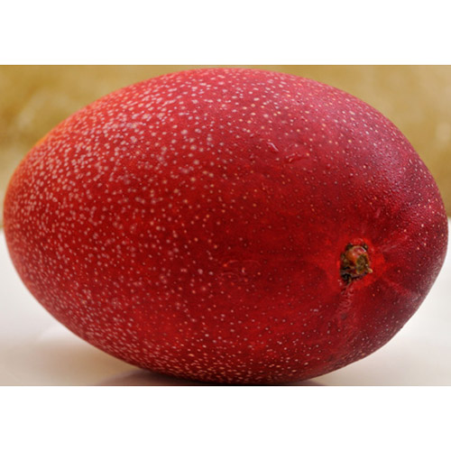 【母の日】お母さんありがとう「宮崎マンゴー2L×2玉」特選化粧箱ギフト（小花付き）【受注締め切り日：2026/4/30】