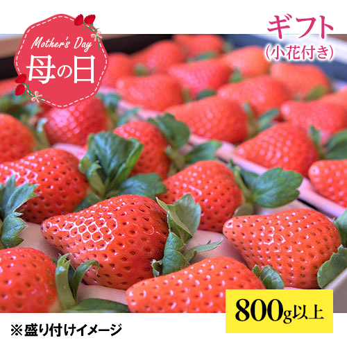 【母の日】お母さんありがとう 春苺「博多苺2種」PREMIUMHOKUSAIGIFT（小花付き）【受注締め切り日：2026/4/30】