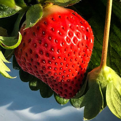 【母の日】お母さんありがとう 春苺「博多苺2種」PREMIUMHOKUSAIGIFT（小花付き）【受注締め切り日：2026/4/30】