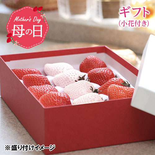 【母の日】お母さんありがとう 春苺「おおきな実のおおきみ苺」＋「白苺の天使の苺」GIFT（小花付き）【受注締め切り日：2026/4/30】