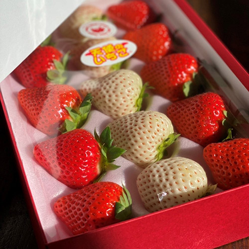 【母の日】お母さんありがとう 春苺「おおきな実のおおきみ苺」＋「白苺の天使の苺」GIFT（小花付き）【受注締め切り日：2026/4/30】