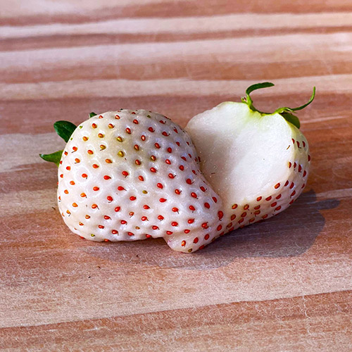 【母の日】お母さんありがとう 春苺「おおきな実のおおきみ苺」＋「白苺の天使の苺」GIFT（小花付き）【受注締め切り日：2026/4/30】