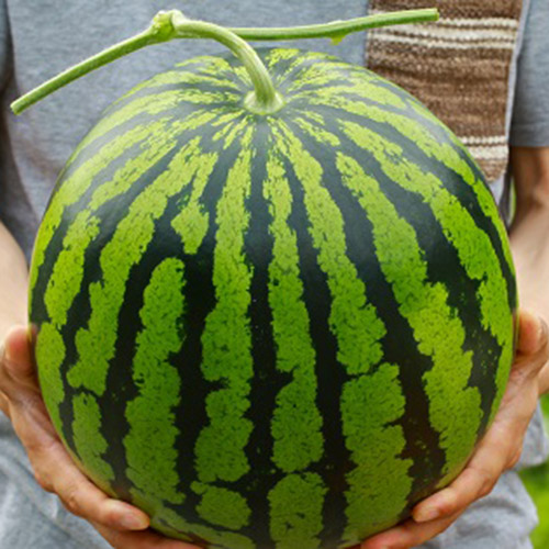 【母の日】お母さんありがとう特選商品「熊本すいか」【受注締め切り日：2026/4/30】