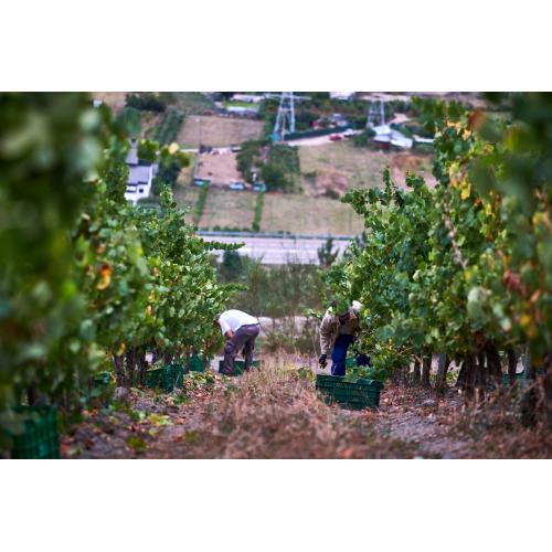 【送料当社負担】★数量限定★ワイングラス付き＜クネ＞北スペイン入門におススメ！銘醸地赤白6本セット