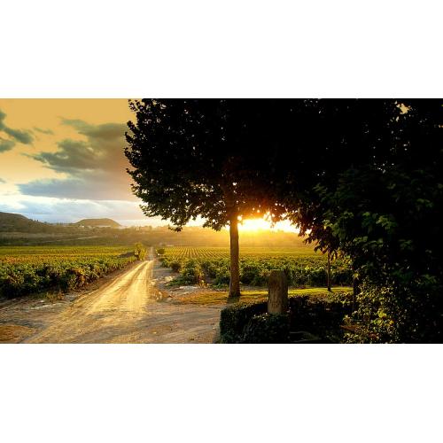 【送料当社負担】★数量限定★ソムリエナイフ付き＜クネ＞希少なリオハ産白ワイン3本セット