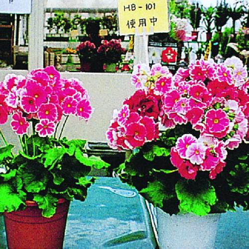 【日用雑貨】天然植物活力液185cc