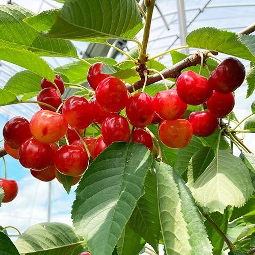 ＜天香園＞山形県産ブラックダイヤ&reg;・プラチナレッド&reg; 箱詰め24粒【受注締め切り日：2026/6/28】