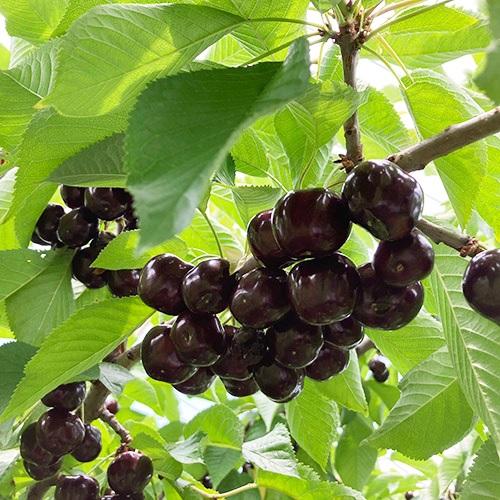 ＜天香園＞山形県産ブラックダイヤ&reg;・プラチナレッド&reg; 箱詰め24粒【受注締め切り日：2026/6/28】