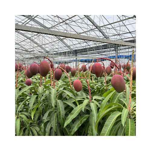 ＜縁’sファーム＞沖縄県産マンゴー秀品1kg（2～3玉）【受注締め切り日：2026/7/10】