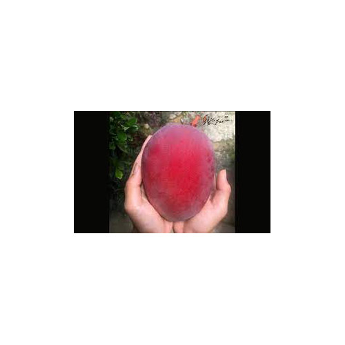 ＜縁’sファーム＞沖縄県産マンゴー秀品2kg（4～5玉）【受注締め切り日：2026/7/10】