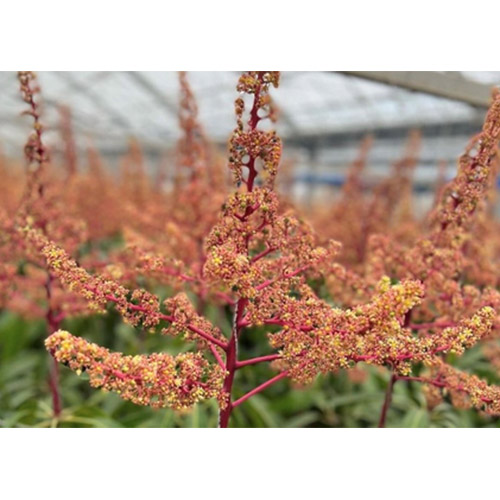 ＜縁’sファーム＞沖縄県産マンゴー秀品2kg（4～5玉）【受注締め切り日：2026/7/10】