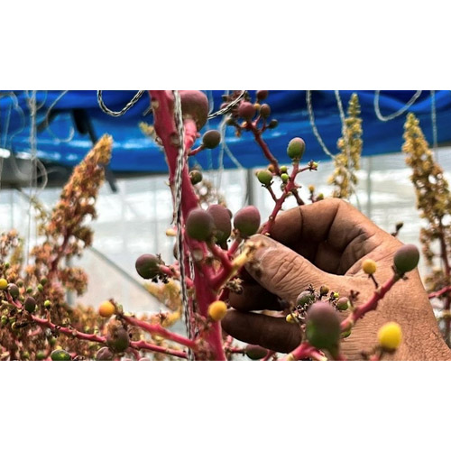 ＜縁’sファーム＞沖縄県産マンゴー秀品2kg（4～5玉）【受注締め切り日：2026/7/10】