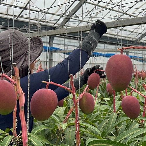 ＜縁’sファーム＞沖縄県産マンゴー秀品2kg（4～5玉）【受注締め切り日：2026/7/10】