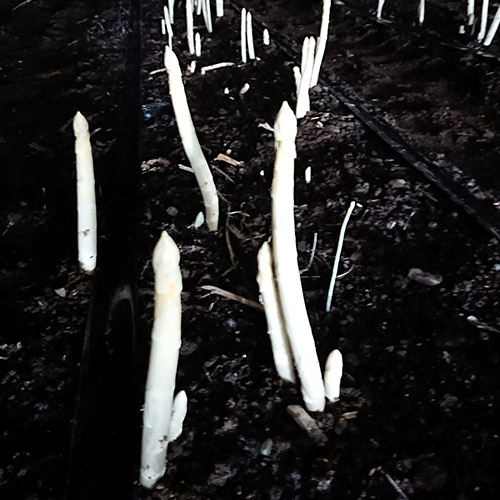 ＜北海道産＞ホワイト＆グリーンアスパラ 1kg【受注締め切り日：2026/5/15】